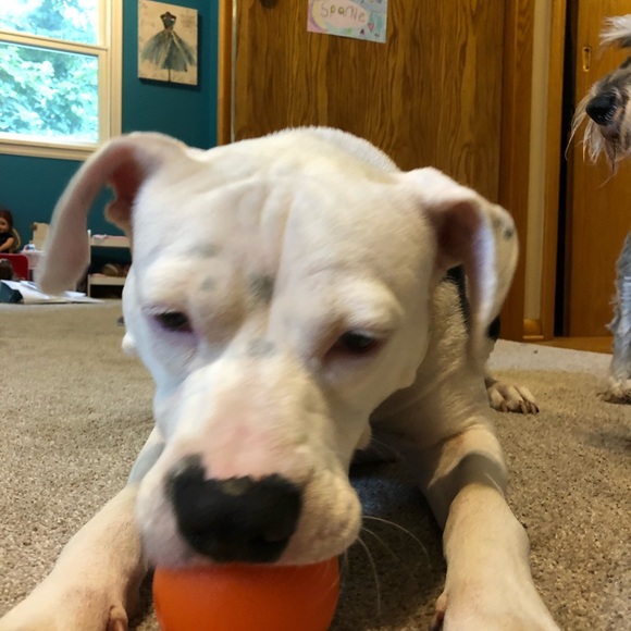 Meet your Posher, Angela - Picture 1 of 1